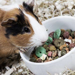 rabbit food