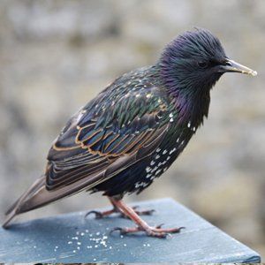 Wild birds