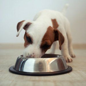 Dog food