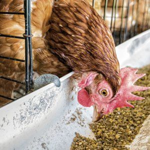 Wild bird feed