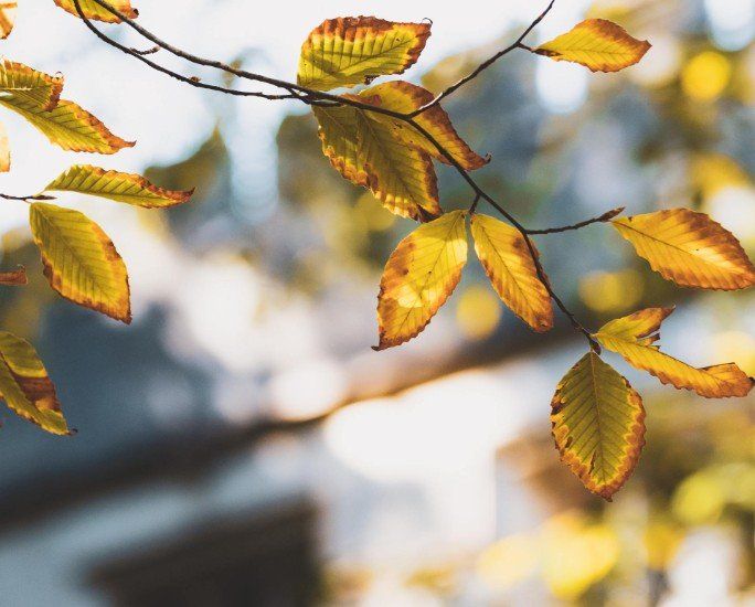 Autumn Leaves in Front of a House