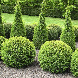 hedge trimming.jpg