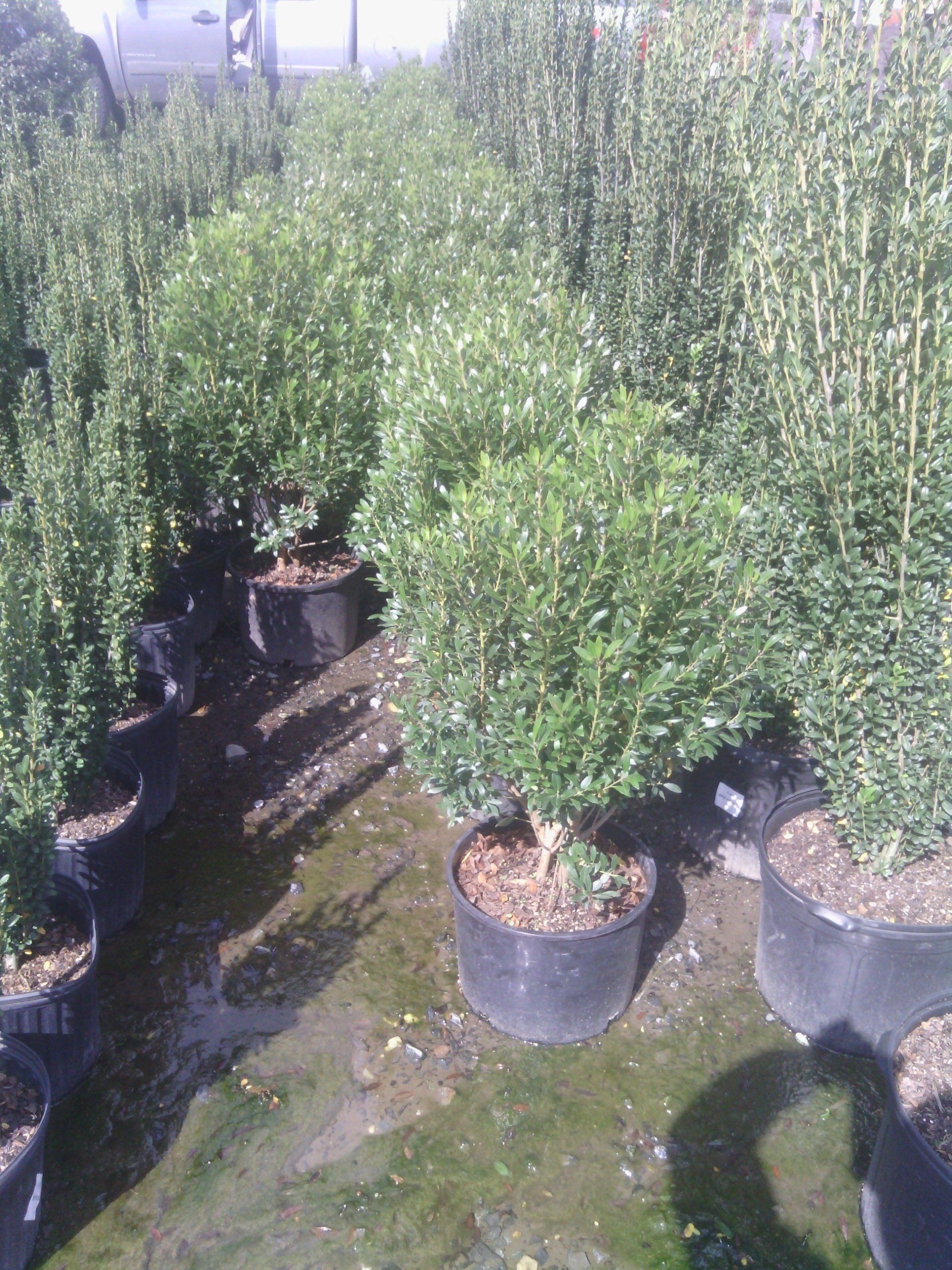 A bunch of potted plants are sitting on the ground.