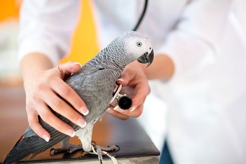 Cat Laboratory Tests — Examination of Sick Parrot in Sisters, OR