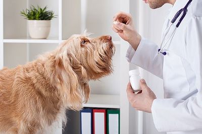 Pet Dental Services — Dog During Taking Medicine in Sisters, OR Pet Dental Services — Dog During Taking Medicine in Sisters, OR