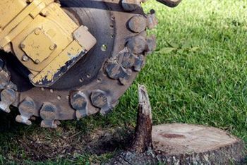 Stump removal Stump removal