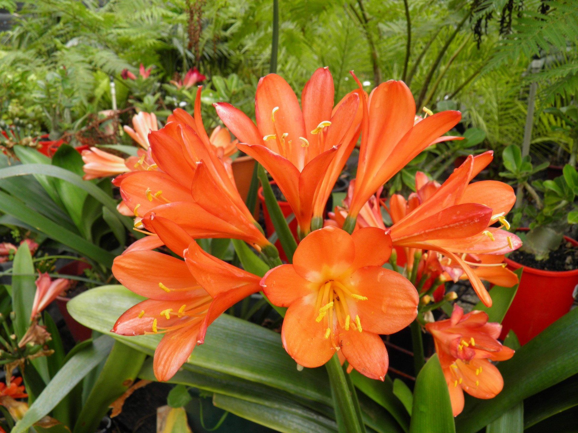 Landscaping Perth
