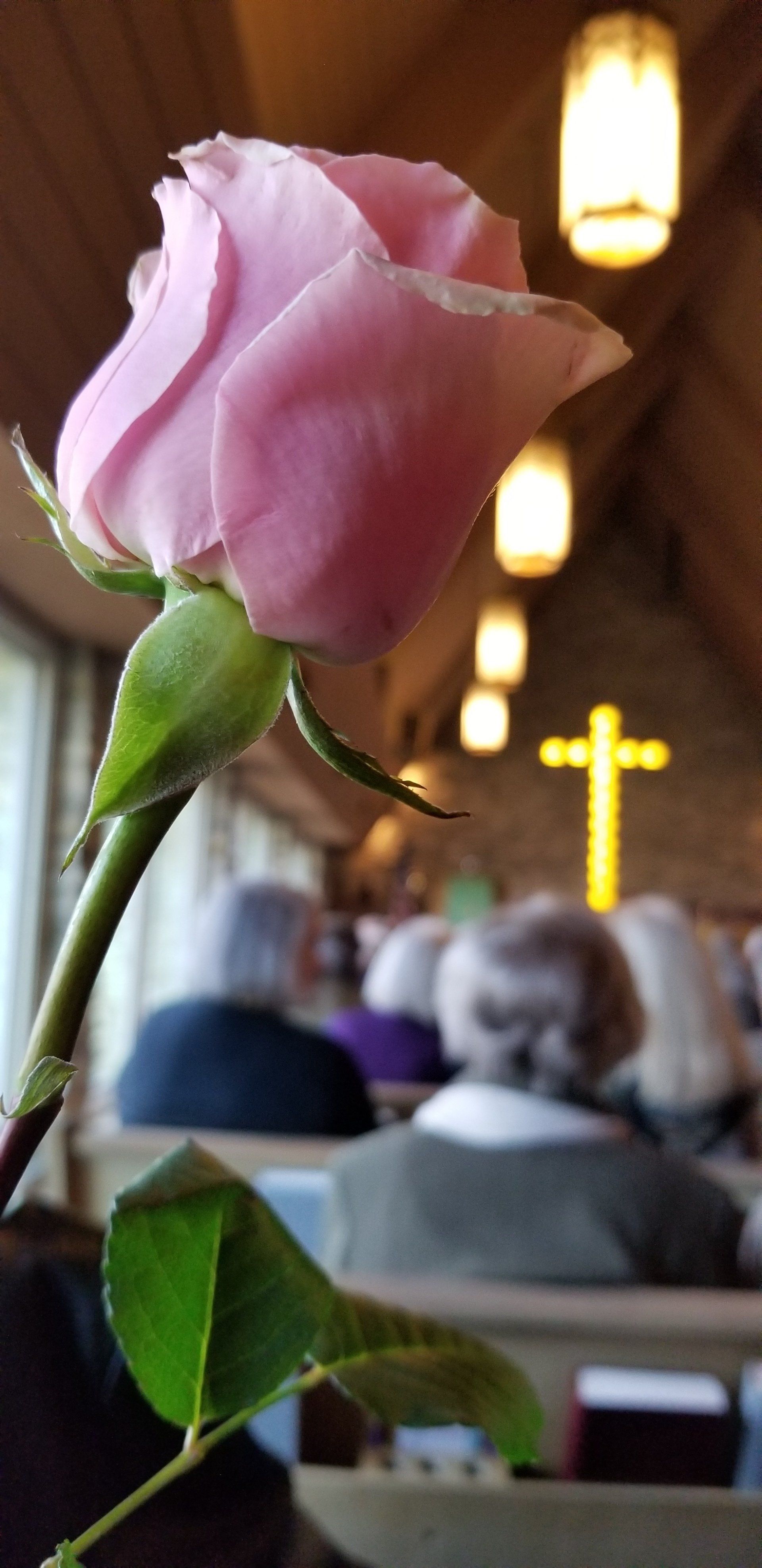 Pink rose held up in front of a church service, with a yellow cross in the background.