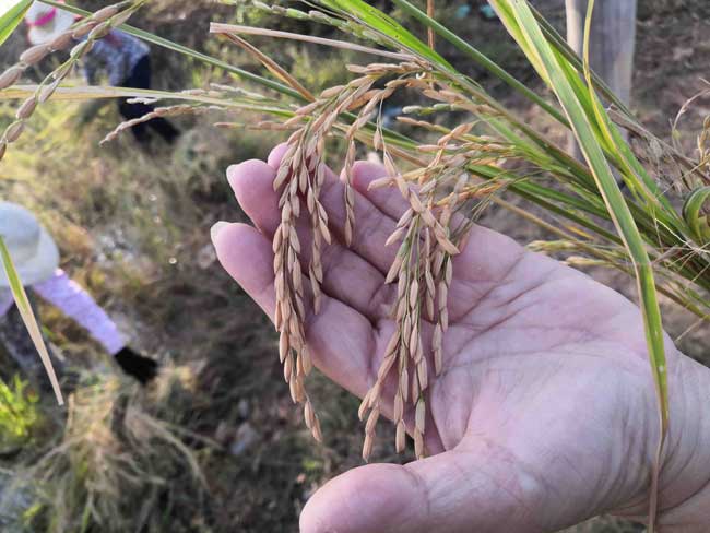 Dry-season rice kernals
