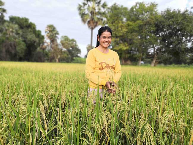 Woman standing in field of dry-season rice