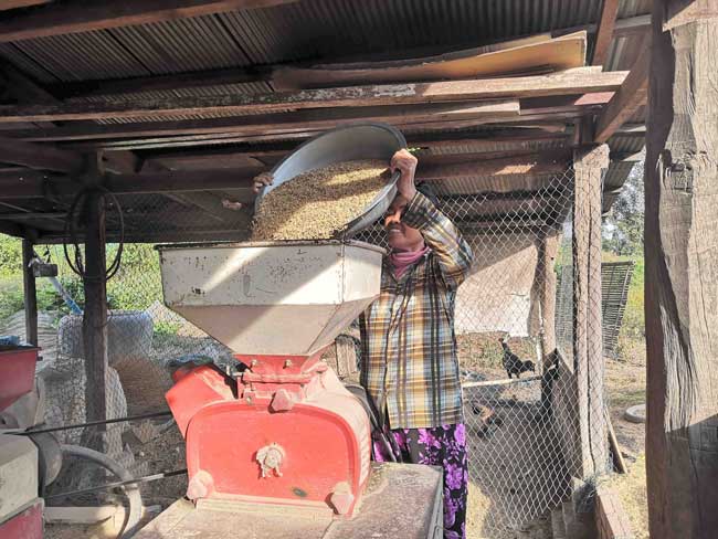 putting rice into dry rice mill