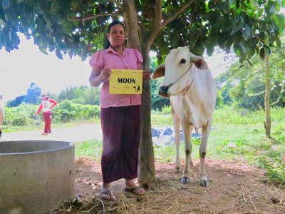 Cow named Moon