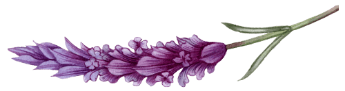 Lavender