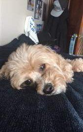 3 year old Maltipoo resting