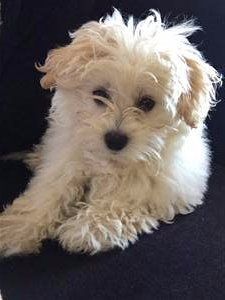 curly coat maltipoo
