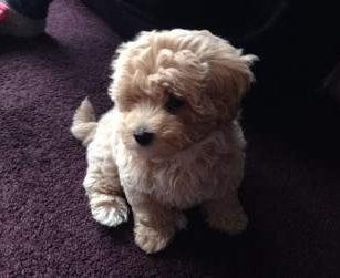 cute Maltipoo dog