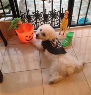 Maltipoo on Halloween