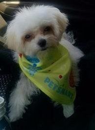 small Maltipoo