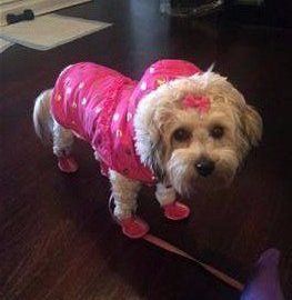 Maltipoo wearing winter coat clothes