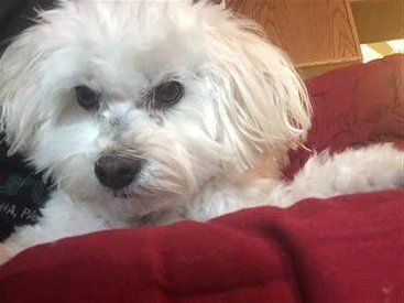 Rumba, 8 year old Maltipoo dog