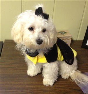 Maltipoo in bumblebee Halloween costume