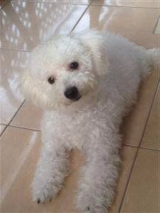 Maltipoo - Poodle Maltese mix