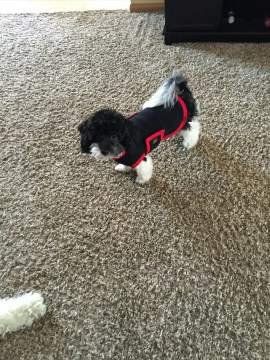 Maltipoo acting calm