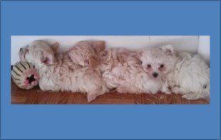 3 Maltipoo puppies