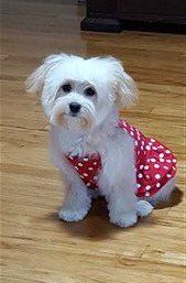 Maltipoo in red polka dot dress