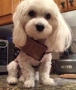 super cute Maltipoo dog
