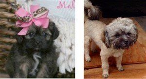 Maltipoo change black to white