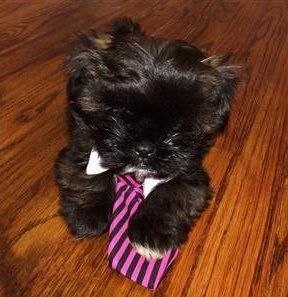 multi colored Maltipoo, black