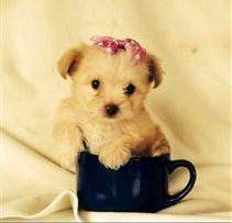 8 week old Maltipoo puppy