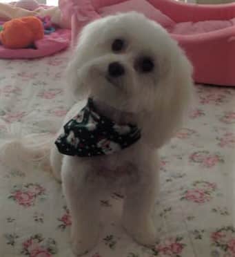 Maltipoo looking nice and clean