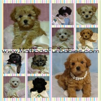 Maltipoo puppies for sale - Illinois