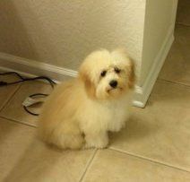 Maltipoo puppy screenshot