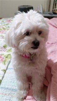 female Maltipoo rescued