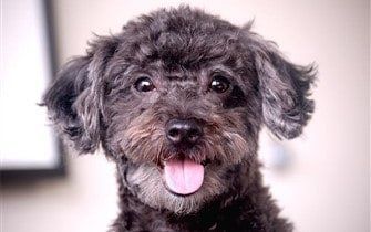 black-maltipoo-dog