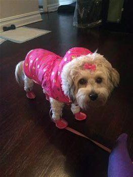 maltipoo wearing coat