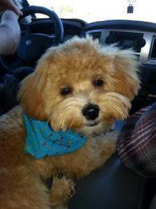 light apricot colored Maltipoo