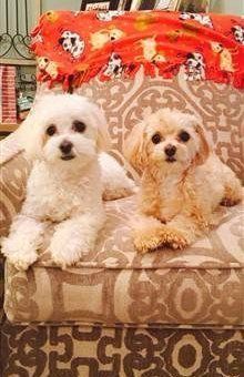 Maltipoo littermate sisters
