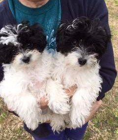 matching maltipoo littermates