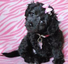 black colored Maltipoo