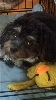 black Maltipoo 11 months old