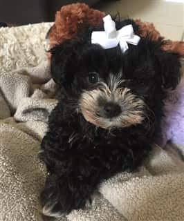 black Maltipoo dog, female