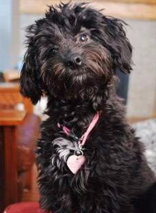 Maltipoo looks like a Poodle dog