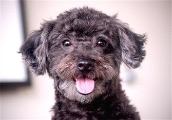 black-maltipoo-dog