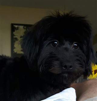 black Maltipoo with nice coat