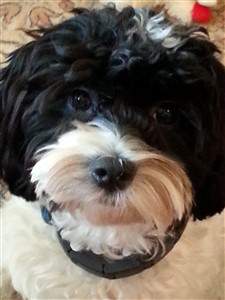 black and white maltipoo