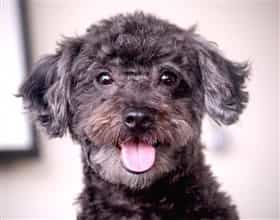 A brown Maltipoo dog happy and smiling